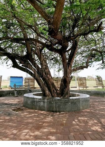 The Biggest Tree In The Natural Park.