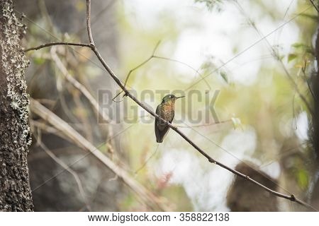 Female Hummingbird Standing On A Branch, Tyrian Metaltail, Metallura Tyrianthina. La Calera, Cundina