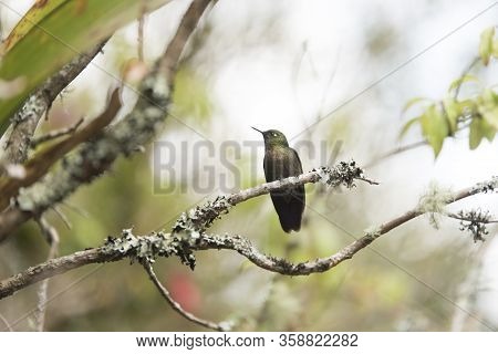 Male Hummingbird Standing On A Branch, Tyrian Metaltail, Metallura Tyrianthina. La Calera, Cundinama