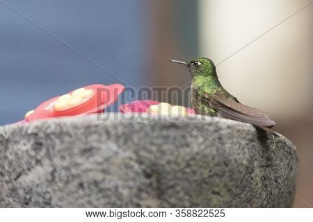 Tyrian Metaltail Hummingbird, Metallura Tyrianthina, Standing On A Trough. La Calera, Cundinamarca, 