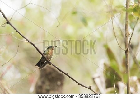 Female Hummingbird Standing On A Branch, Tyrian Metaltail, Metallura Tyrianthina. La Calera, Cundina