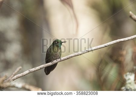 Male Hummingbird Standing On A Branch, Tyrian Metaltail, Metallura Tyrianthina. La Calera, Cundinama