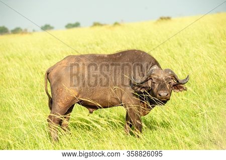 Water Buffalo, Grasslands, Murchison Falls National Park, Uganda