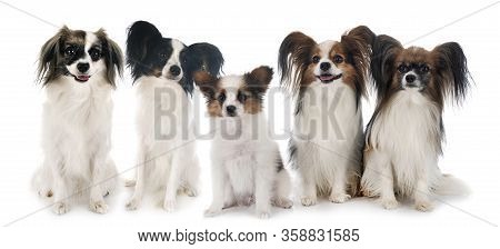 Papillon Dogs In Front Of White Background