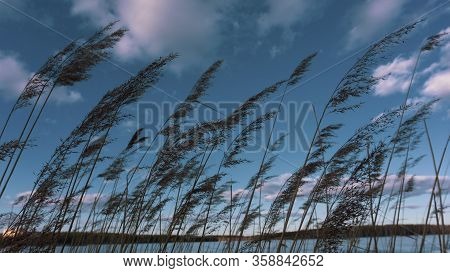 tall reeds on a frozen lake against a turquoise sky