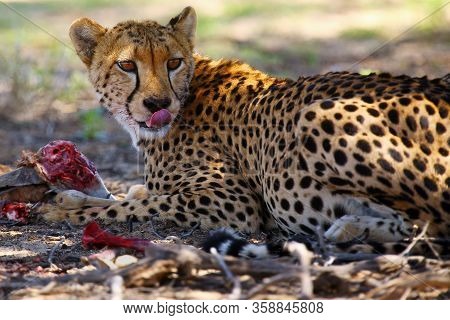 The Cheetah (acinonyx Jubatus) Portrait. African Cat Portrait In The Desert.portrait Of A Cheetah Wi