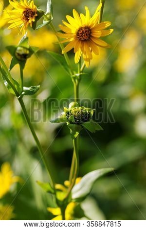 Blooming Yellow Flowers Of Sunflower Aster Family On Green Meadow At Sunny Summer Day. Selective Foc