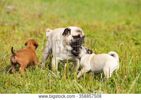 Cute Bastard Malinois Puppy And Bullmastiff Playing With Pug Puppy