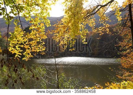 Autumn Is The Best Time To Take Photo. There Are Thousands Of Yellow Leafs Under Perfect Light