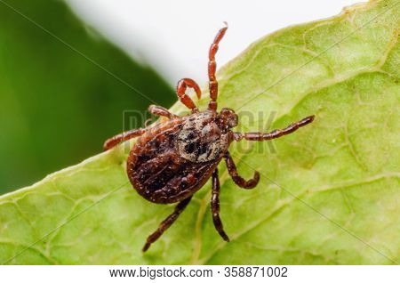 A Dangerous Parasite And Infection Carrier Mite Sitting On A Green Leaf.
