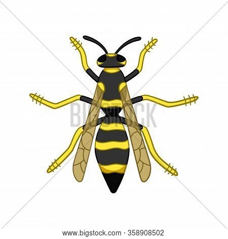 Cartoon Style Top View Wasp Isolated Illustration On White Background