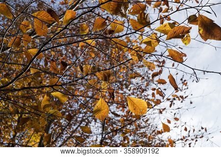 Autumn Is The Best Time To Take Photo. There Are Thousands Of Yellow Leafs Under Perfect Light