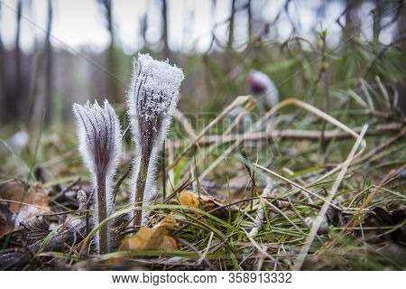 In The Morning Frosty Forest, Sleep Grass In Dew.