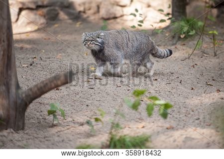 Pallas's Cat (otocolobus Manul). Manul Is Living In The Grasslands And Montane Steppes Of Central As
