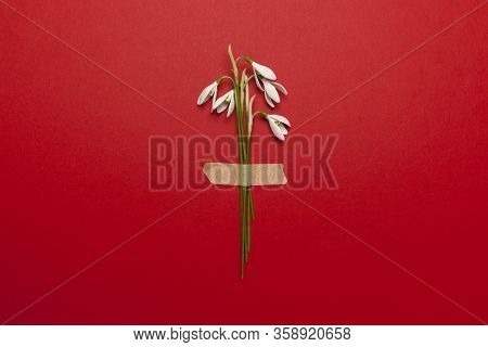 Spring Snowdrop Flowers Are Glued With Tape On A Red Background. Romantic And Tender Congratulations