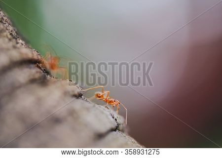 The Red Weaver Ant Is Walking Upon The Tree, Where The Reddish Sunshine Hit From The Side, A Large C