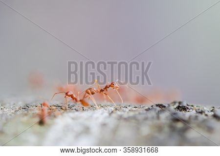 The Red Weaver Ant Is Walking Upon The Tree, Where The Reddish Sunshine Hit From The Side, A Large C