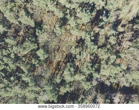 High Angle And Drone Point, Shot Straight Down, Of View Of A Forest Primarily With Pine Trees During