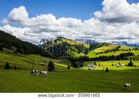 Cows Grazing In Seiser Alm (alpe Di Susi), Italy