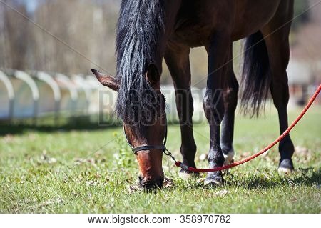 Portrait Of Chestnut Horse Grazing On A Green Grassland. Summertime Colored Outdoors Horizontal Imag