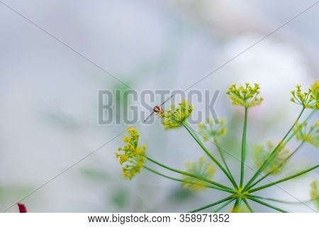 Male Common Garden Hoverfly, Myathropa Florea, Feeding On Flora, Close Up. Selective Focus