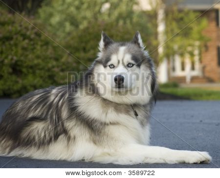 Sibiřský Husky