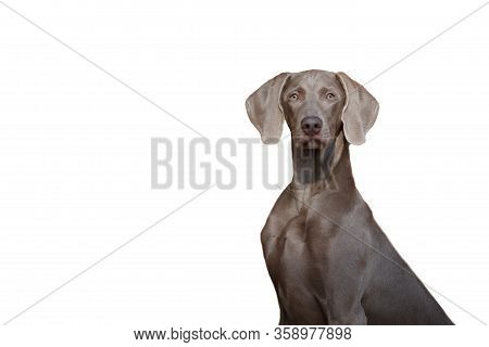 A Beautiful Hunting Dog Of The Weimaraner Or Weimar Pointer Breed Looks At The Camera Isolate On A W