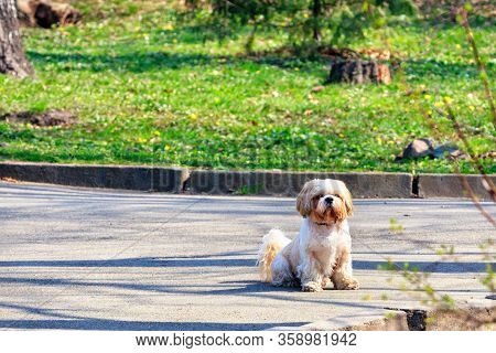Shitsu Funny Hairy Dog Is Sitting On The Asphalt Sidewalk Against The Background Of A City Park And 
