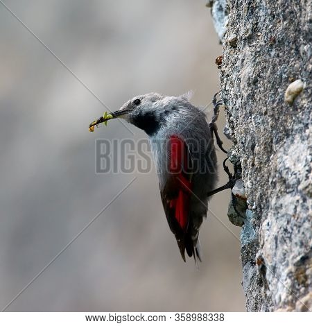 The Wallcreeper (Tichodroma muraria) in natural habitat searching for insects