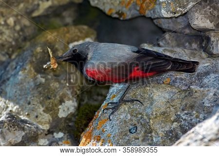 The Wallcreeper (Tichodroma muraria) in natural habitat searching for insects