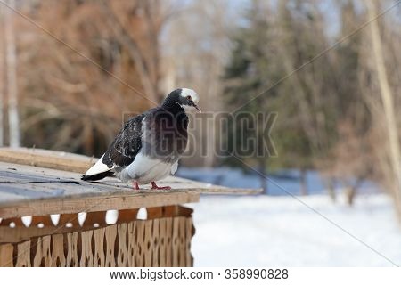A Gray Pigeon With Rainbow Neck And Bright Eyes Sits In A Yellow Bird And Squirrel Feeder From Plywo