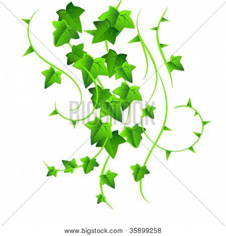 Lierre vert