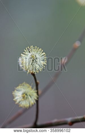 Branch On Which Two Fluffy Flowering Yellow Seals On A Sunny Day On A Natural Background In The Fore