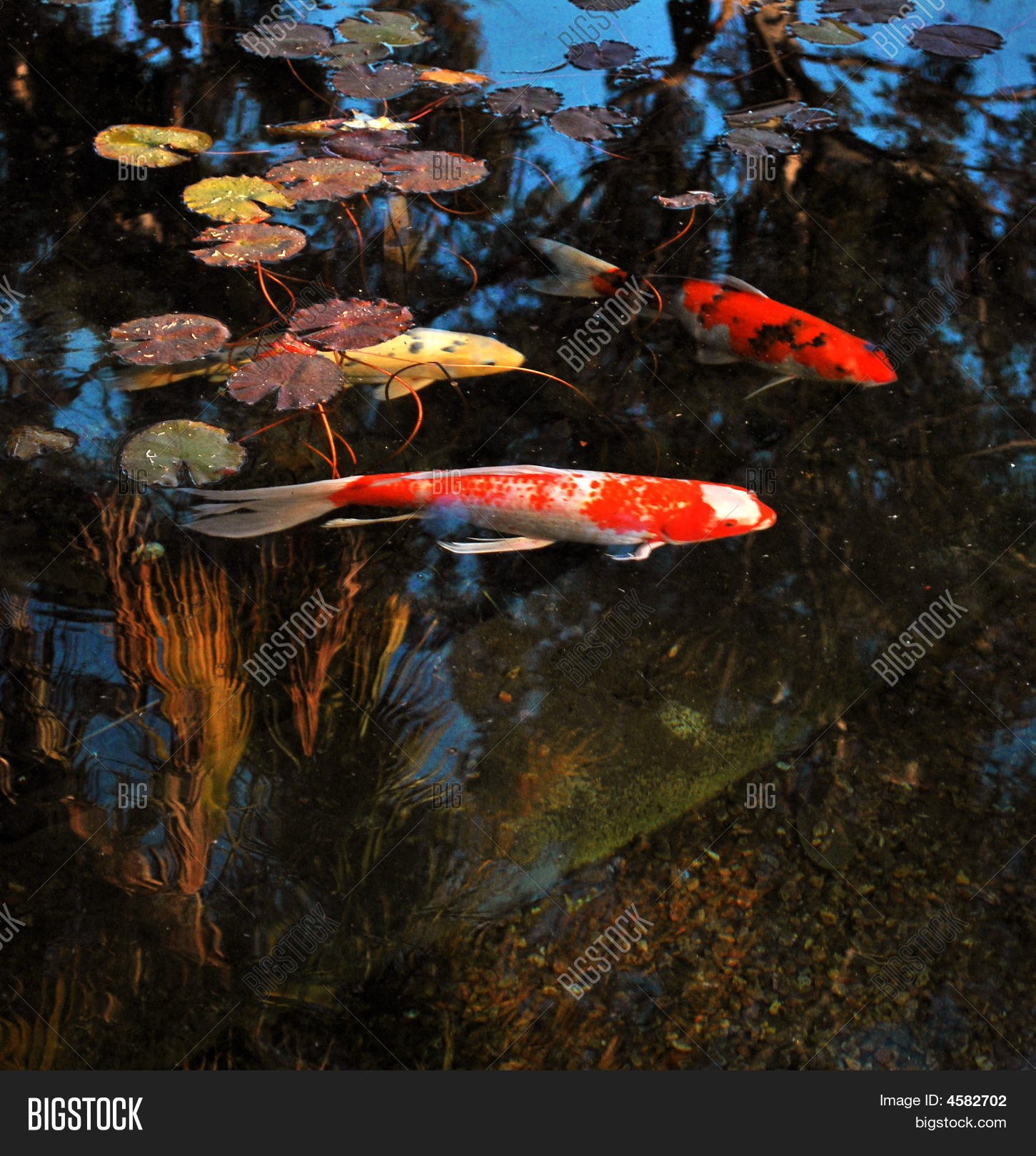 Poi Fish Reflecting Image & Photo (Free Trial) Bigstock