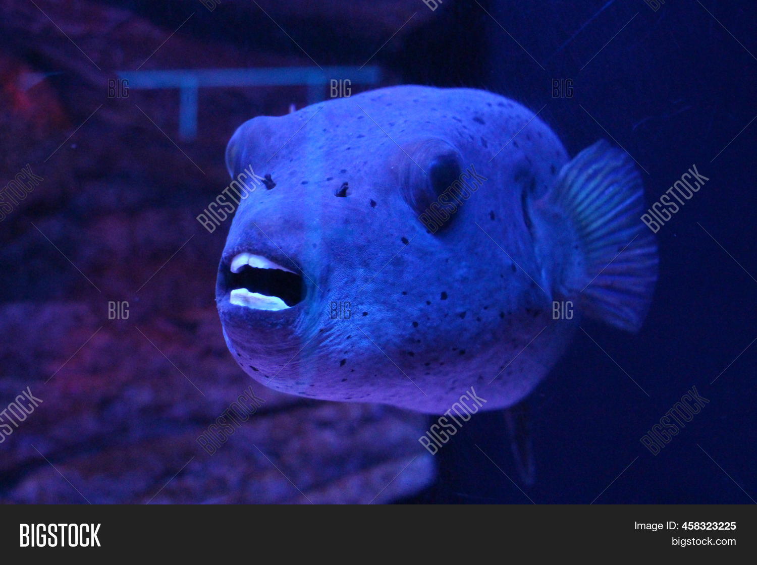Predatory Fish Piranha Image & Photo (Free Trial) Bigstock