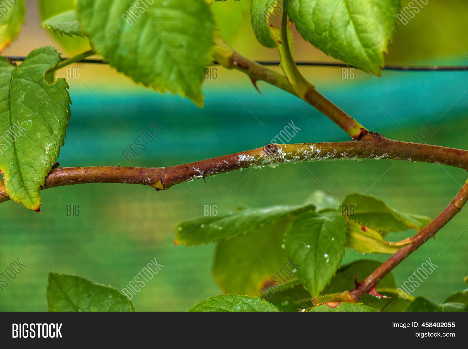 Branch Climbing Rose, Image & Photo (Free Trial) | Bigstock