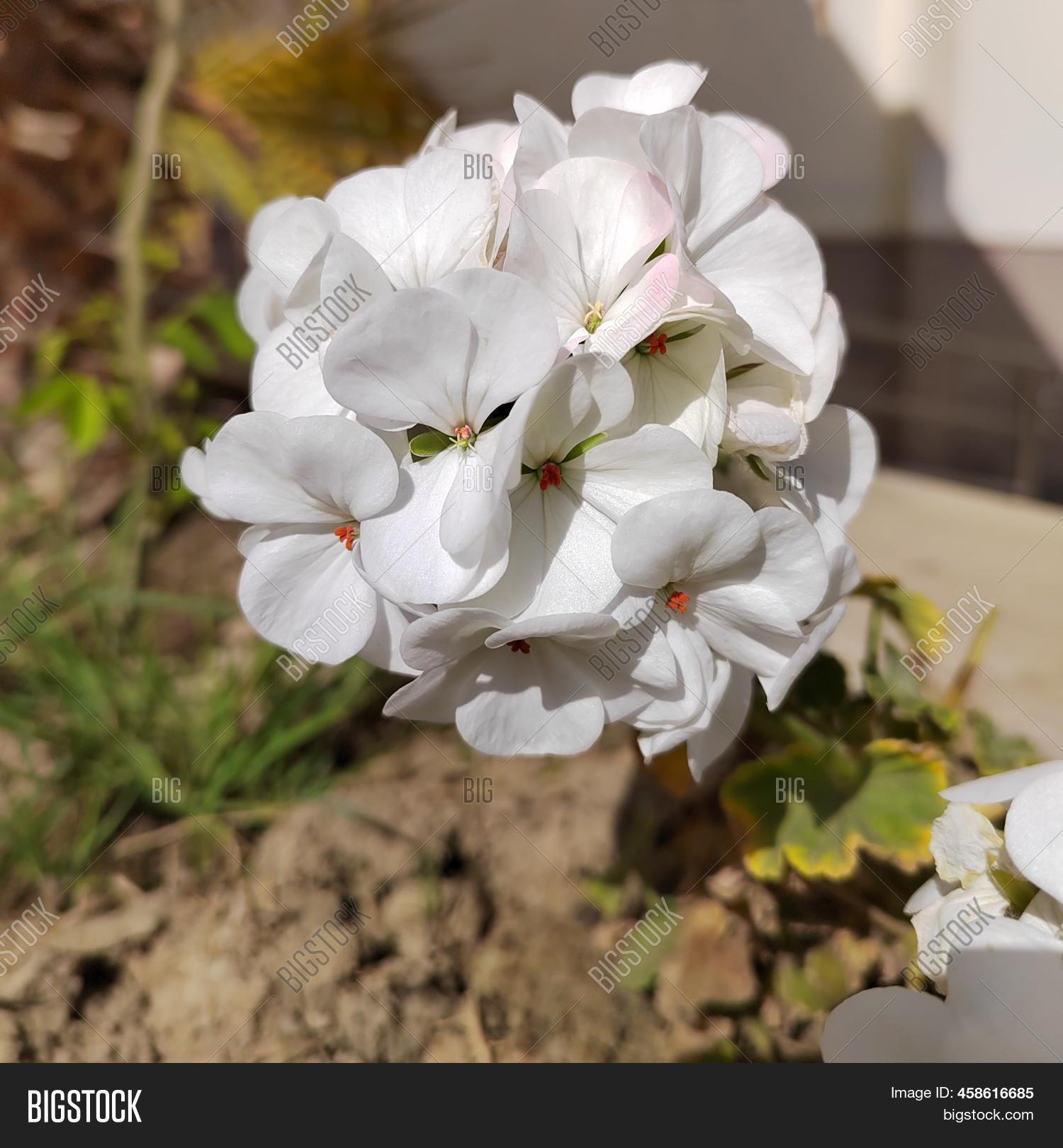 View Beautiful White Image & Photo (Free Trial) Bigstock