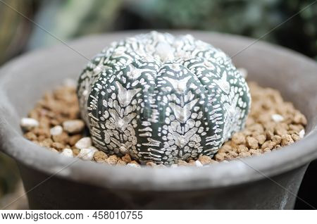 Astrophytum Asterias Miracle , Astrophytum Cactus In The Flower Pot Or Astrophytum Plant Or Succulen