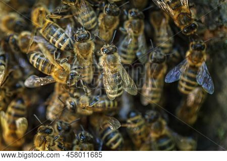 A Small Beehive Swarm Flew From The Hive To The Tree To Form A New Family. A Swarm Of Bees On The Tr