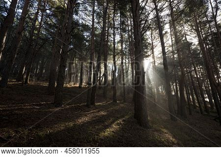 Scots Pine Forest In Fuenfria Valley, Municipality Of Cercedilla, Province Of Madrid, Spain