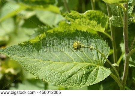 Hartleaf Oxeye Leaves And Flower Bud In The Spring