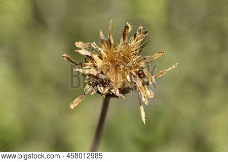 Single-flowered Sawwort Seed Head In The Garden
