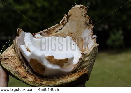Half Broken Tender Coconut. Fresh Green Coconut Fruit Organic Edible. Tender Pulp Of Coconuts Tropic