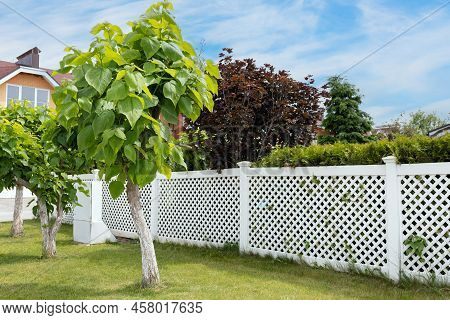 Catalpa Ornamental Trees Planted Along A White Plastic Fence. Landscaping Of The House Territory