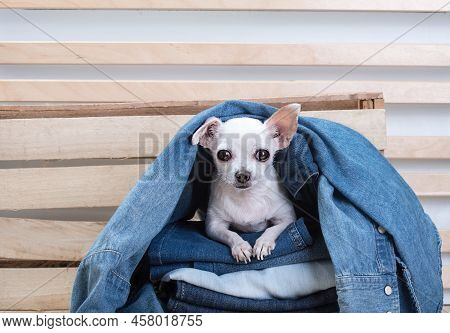 A Beautiful Purebred White Chihuahua Dog With Funny Muzzle Posing With Smile, Has A Rest Under Diffe
