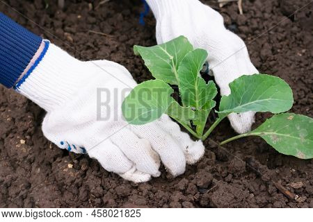 Farmer Hands In White Gloves Is Planting Green Young Cabbage Plant In Ground On Vegetable Bed. Culti