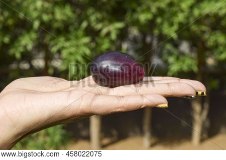 Female Holding Fresh Jamun Fruits Or Black Plum, Black Java Or Indian Blackberry Fruits In Hands