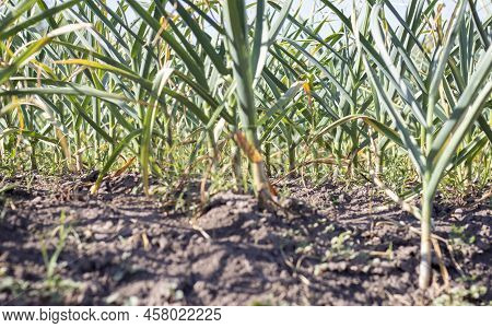 Garlic Field In The Landscape. Organic Garlic Grown In The Countryside. Agricultural Field Of Garlic