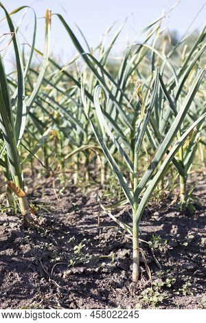 Garlic Field In The Landscape. Organic Garlic Grown In The Countryside. Agricultural Field Of Garlic
