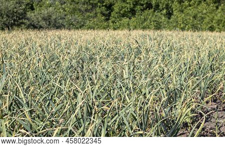Garlic Field In The Landscape. Organic Garlic Grown In The Countryside. Agricultural Field Of Garlic